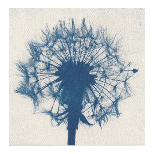 Week 19. Solar Print using light sensitive paper;  Dandelion clock.